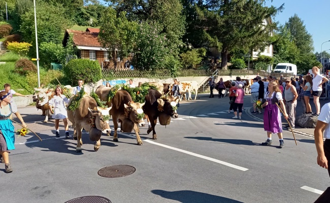 Rüthi feiert Alpabfahrt – eine Woche früher als geplant