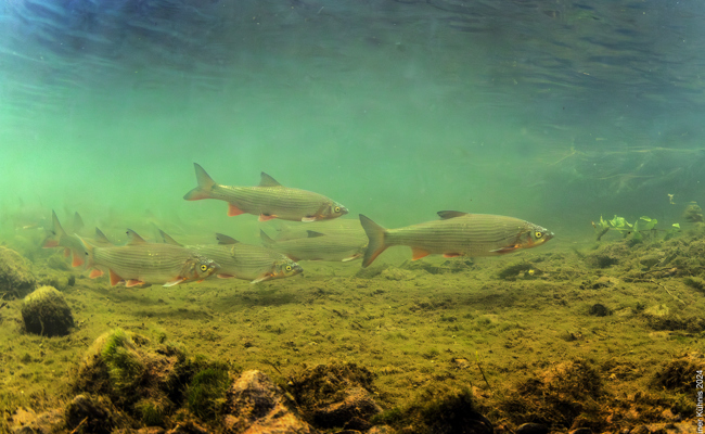 Tote Fische führten zu einer Sensation