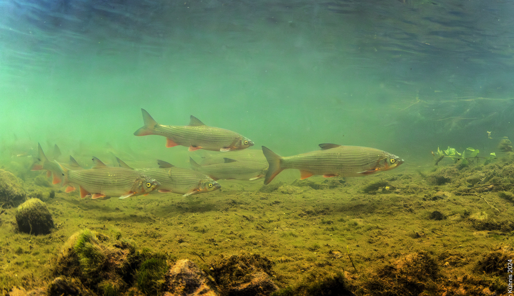 In der Simmi wurde ein ganzer Schwarm der bedrohten Nasen entdeckt. 