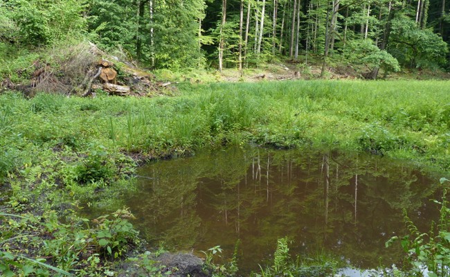 Feuchtgebiet im Schlosswald mit Motorsäge und Bagger verbessert