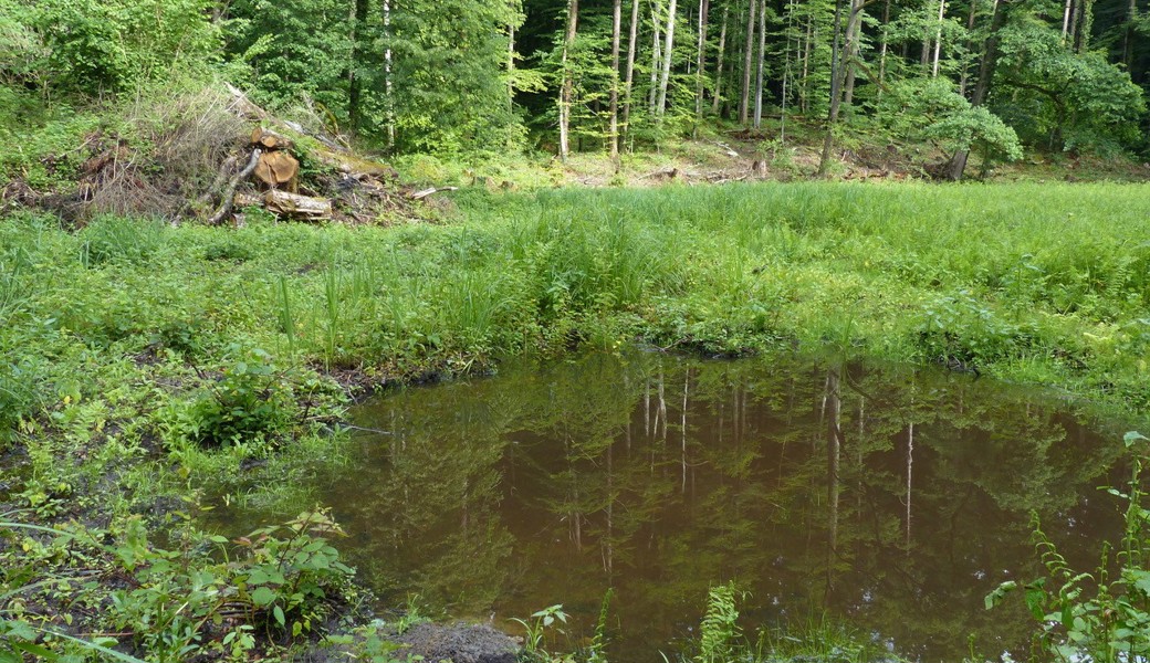 Feuchtgebiet im Schlosswald mit Motorsäge und Bagger verbessert