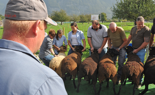 Schafschau in der Dornau: Missen flauschig und farbig
