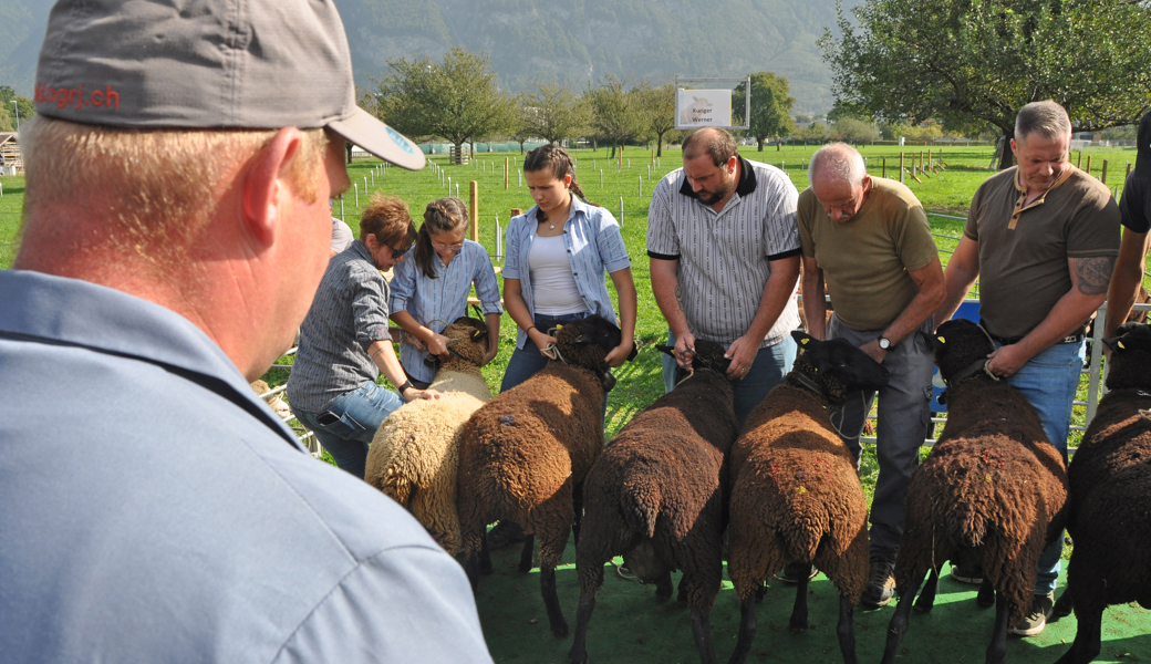 Unter den strengen Augen des kantonalen Experten Oskar Büsser: Schafzüchter aus der Gemeinde Wartau führen ihre Tiere auf.