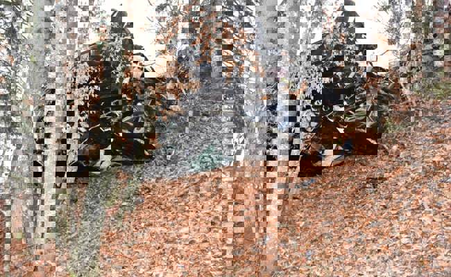 Bei starkem Nebel von Strasse abgekommen: Hund stirbt bei Autounfall in Furna