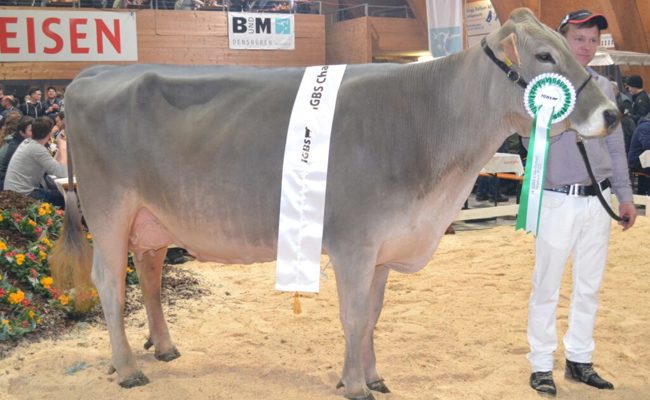 Tolle Erfolge für drei Toggenburger Züchter mit ihren Spitzentieren beim «Heimspiel»
