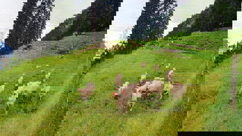  Die munteren Alpschweine der Alp Schaneralp geniessen ihren grossen Auslauf. 