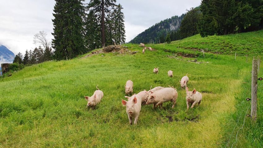 Die munteren Alpschweine der Alp Schaneralp geniessen ihren grossen Auslauf. Die munteren Alpschweine der Alp Schaneralp geniessen ihren grossen Auslauf.