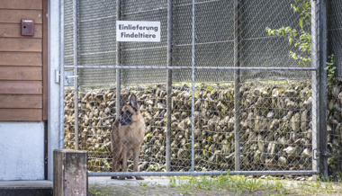 EVP-Kantonsrat Hans Oppliger sorgt sich um «belastete und unzufriedene Tierheime»