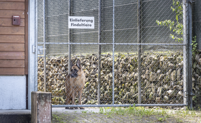 EVP-Kantonsrat Hans Oppliger sorgt sich um «belastete und unzufriedene Tierheime»
