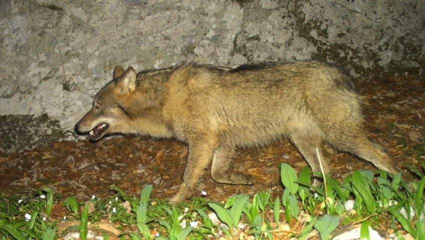  Auch Wölfe streifen durch das Aufsichtsgebiet des Wildhüters Sepp Koller, das von Rebstein bis Wartau reicht.