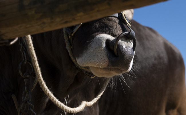 Tierquälerei auf Bauernhof: Knecht muss theoretisch ins Gefängnis