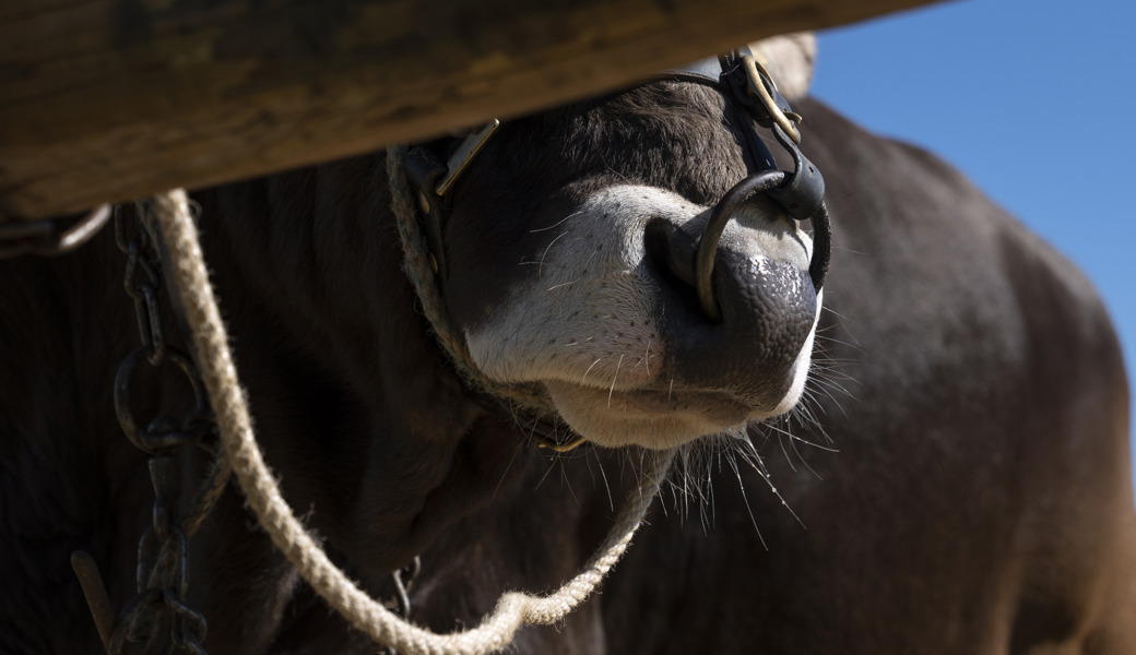 Das Kalb verstarb zwei Stunden nach der Geburt – die Mutterkuh tags darauf.
