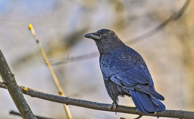 Rabenkrähen sind die Gewinner der heutigen Entwicklung in der Landwirtschaft