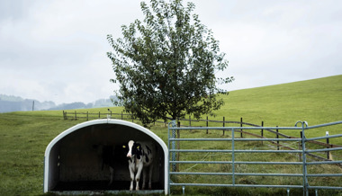 Wegen Giftstoffen: Für die Viehwirtschaft sieht es in einem Teil des Kantons nicht gut aus