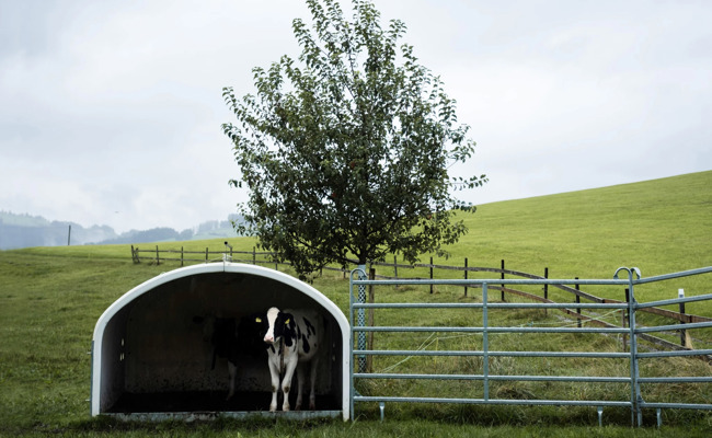 Wegen Giftstoffen: Für die Viehwirtschaft sieht es in einem Teil des Kantons nicht gut aus
