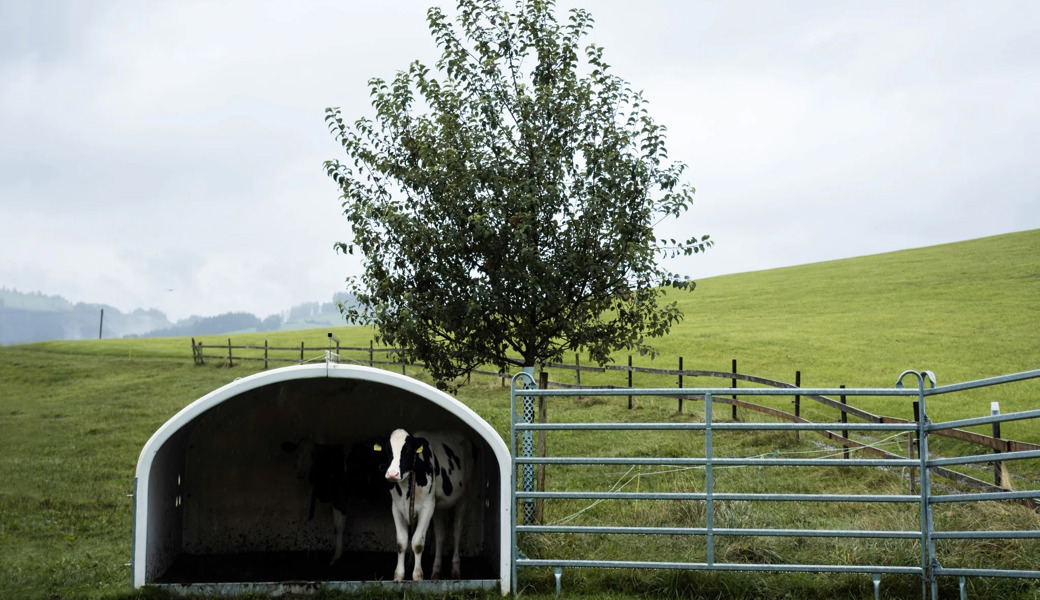 Eine Kuh auf der Eggersrieter Höhe: Ein Bild, das es künftig wohl nicht mehr geben wird.