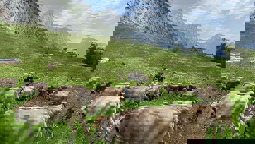  Rinder könnten dieses Jahr von Wölfen angegriffen werden. 