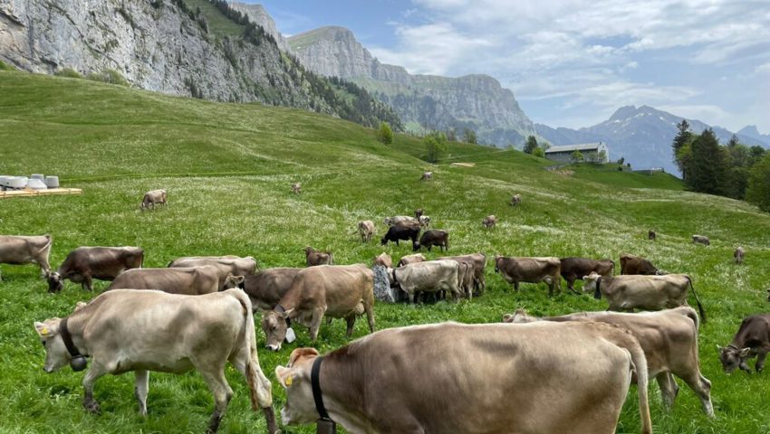 Rinder könnten dieses Jahr von Wölfen angegriffen werden. Rinder könnten dieses Jahr von Wölfen angegriffen werden.