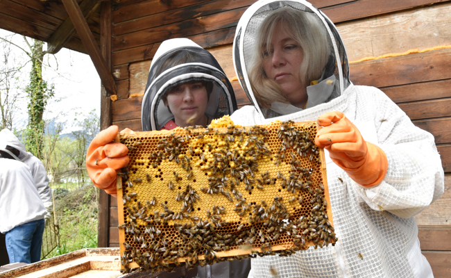 Die Bienen kennen keine Grenzen