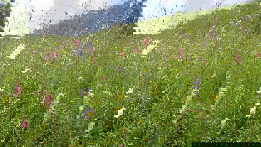  Um Wild- und Honigbienen nachhaltig zu unterstützen, braucht es mehr Blühflächen in der Schweiz. 