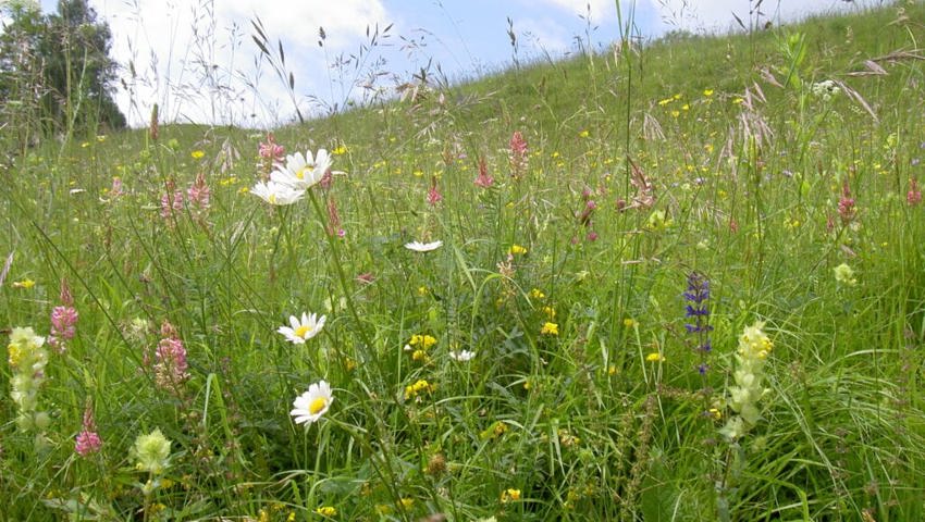 Um Wild- und Honigbienen nachhaltig zu unterstützen, braucht es mehr Blühflächen in der Schweiz. Um Wild- und Honigbienen nachhaltig zu unterstützen, braucht es mehr Blühflächen in der Schweiz.