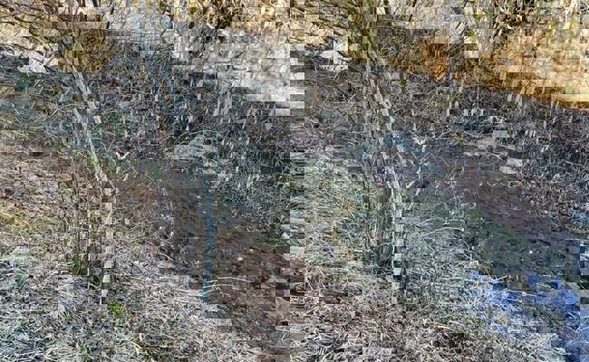 Fische werden zu Vogelfutter: Pegel der Gewässer wegen Trockenheit teils sehr tief