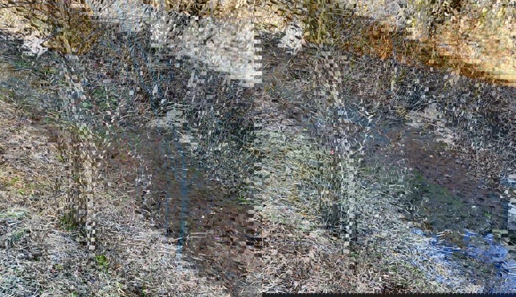 Fische werden zu Vogelfutter: Pegel der Gewässer wegen Trockenheit teils sehr tief