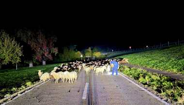 120 Schafe auf der Strasse: Wolliger Stau um Mitternacht