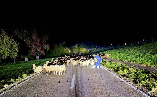 120 Schafe auf der Strasse: Wolliger Stau um Mitternacht