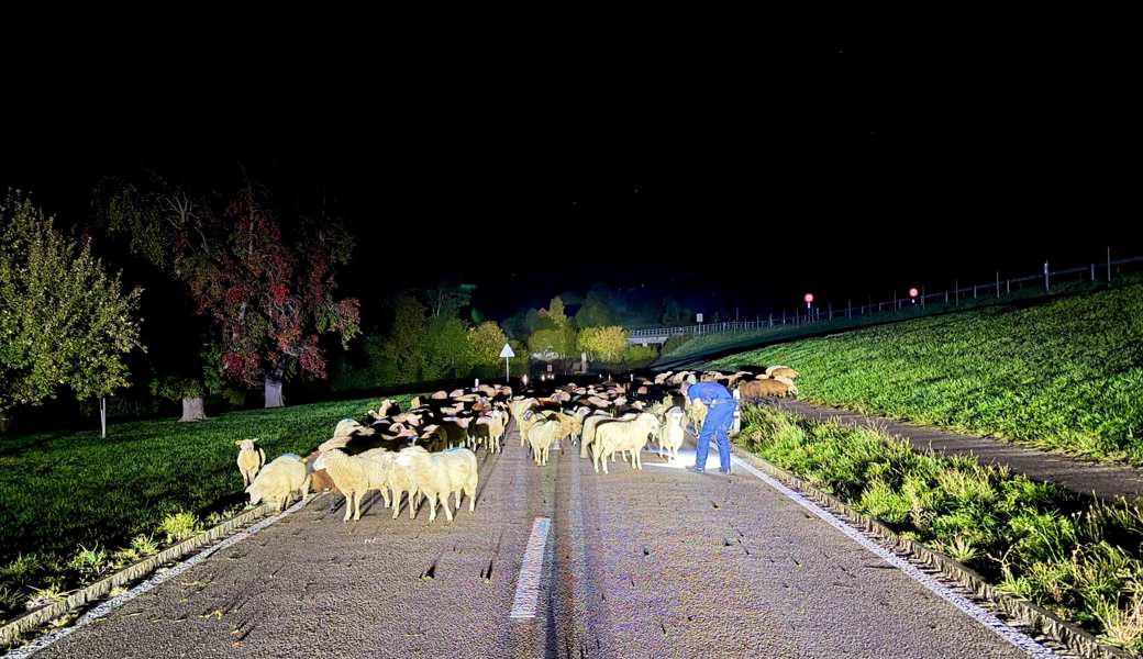 Polizei und Schafhalter hatte einige Mühe, die ausgebüxte Schafherde wieder ab der Strasse zu bringen.
