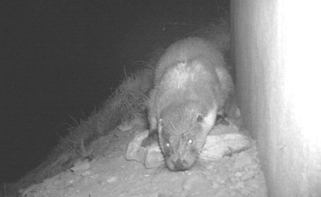 Erster Fotonachweis eines Fischotters in Liechtenstein