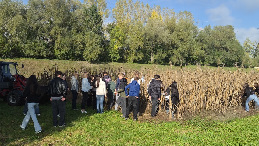 Die Jugendlichen lernten im Rahmen des WAH-Unterrichts (Wirtschaft, Arbeit, Haushalt) den Rheintaler Ribelmais von der Ernte bis zur Verarbeitung kennen.