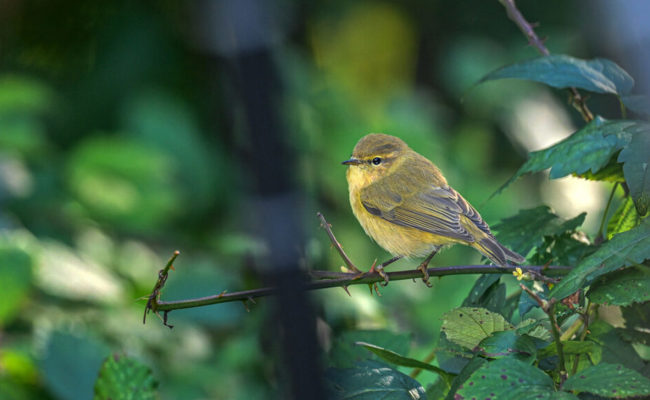 Sonnenreicher Rekord-Juli: Auch die Vögel müssen sich mit den hohen Temperaturen arrangieren.