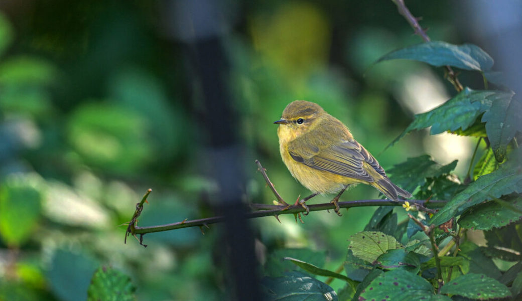  Der Zilpzalp ist ein kleiner, grünlich-gelber Singvogel. 