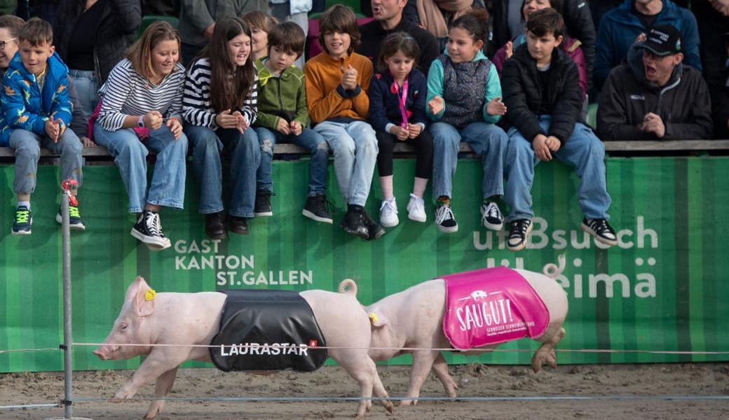 Das Säulirennen der Olma 2024 war wie immer ein Erfolg.
