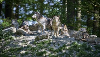 Kanton bleibt dabei: Wolf hat positiven Einfluss auf den Wald