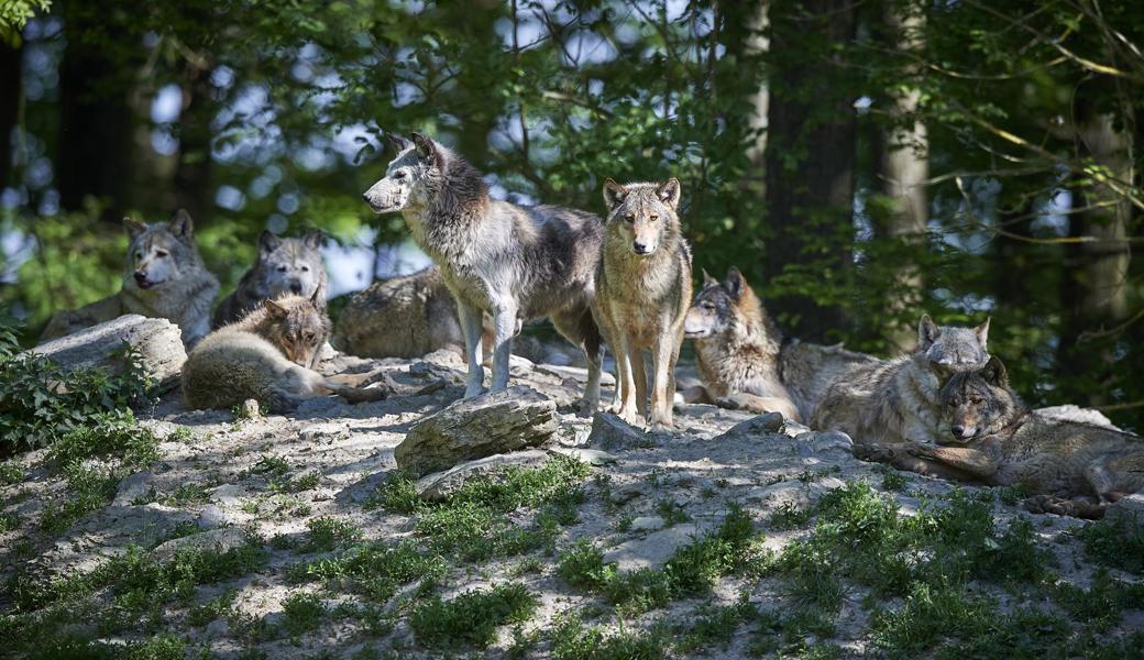 Kanton bleibt dabei: Wolf hat positiven Einfluss auf den Wald