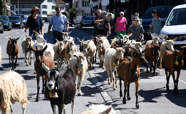 Zwischen Wolf und Wetter: Eine Alpsaison der Extreme – doch am Ende eine gute