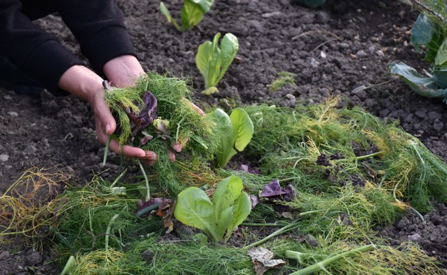 Gartentipp: Mulch birgt mehrere Vorteile