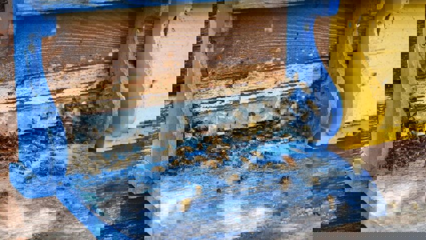  Zwei Drittel der Vereinsmitglieder halten selber Bienen. 