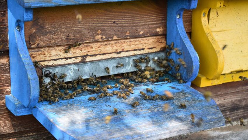  Zwei Drittel der Vereinsmitglieder halten selber Bienen. 