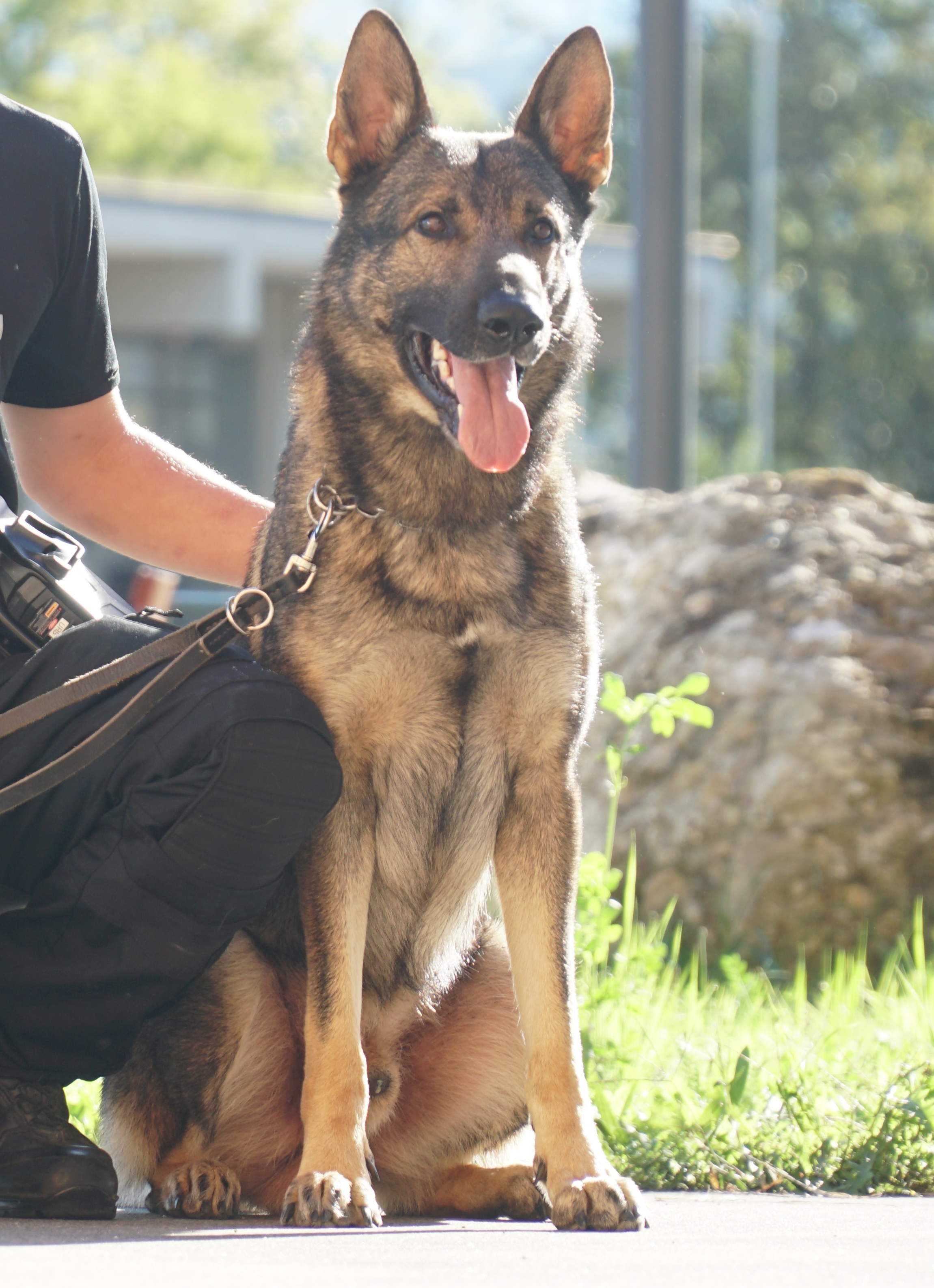 «Erol von Hunnenkönig» war einmal mehr erfolgreich