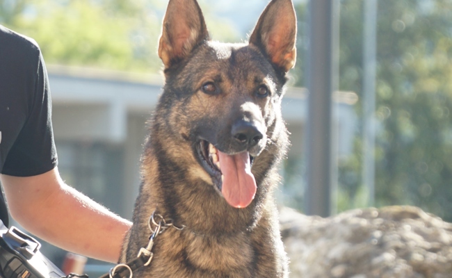 «Erol von Hunnenkönig» war einmal mehr erfolgreich