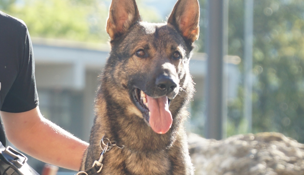 Der Diensthund machte einen im Einfamilienhaus verbliebenen Einbrecher aus.