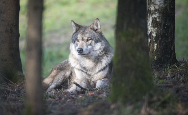 Kanton handelt beim Wolf: Ein Welpe darf geschossen werden
