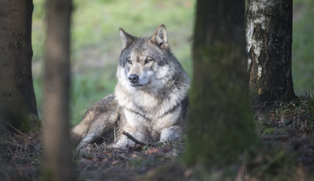 Der Wolf ist seit über zehn Jahren im Gebiet zwischen den Kantonen St. Gallen und Graubünden präsent.