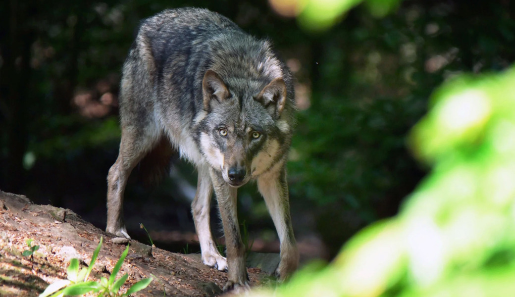 Während der Jagdreise griffen der Amtsleiter und der Wildhüter auch selber zu den Waffen und schossen Wölfe.