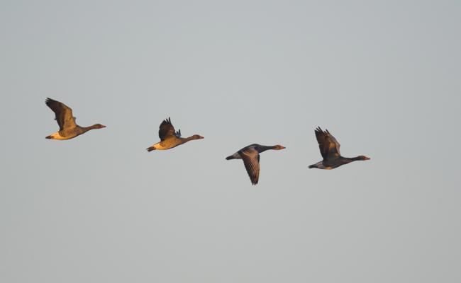 Lautstarker Jahreswechsel: Feuerwerk ist purer Stress für Wild- und Haustiere