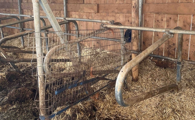 1000-Kilo-Muni verletzt 61-jährigen Landwirt schwer