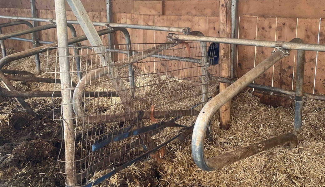 1000-Kilo-Muni verletzt 61-jährigen Landwirt schwer